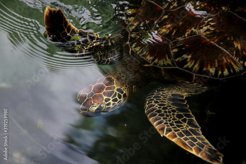 Turtles in Nungwi wildlife preserve