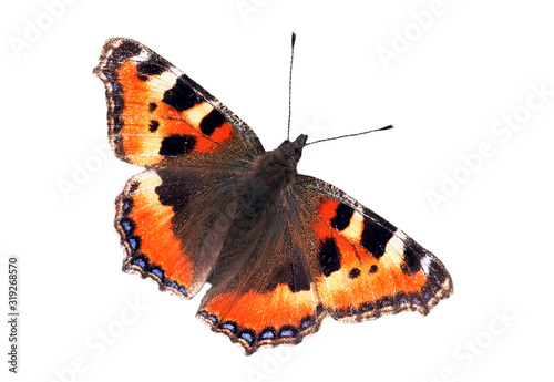 Small tortoiseshell (Aglais urticae L.) butterfly with open wings against white background