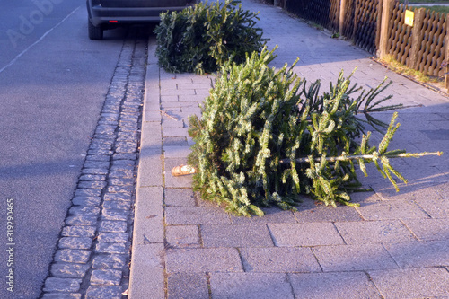 Weihnachtsbaum nach dem FestDeutschland