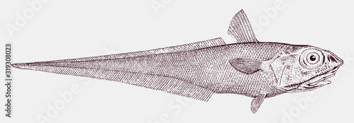 Rock grenadier or roundhead rat-tail, coryphaenoides rupestris, a critically endangered deep sea fish in side view