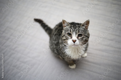 Aged pussy resting on couch at home