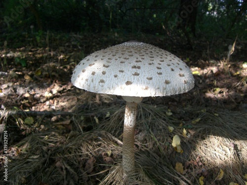 grzyb Czubajka Kania Macrolepiota procera