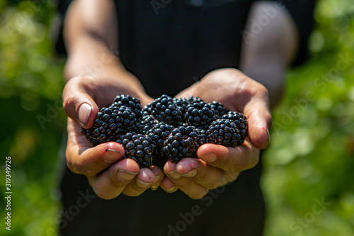 a handful of ripe and fresh blackberry fruits. farm worker or picker man hands full of blackberries fruits in close up and selective focus view.