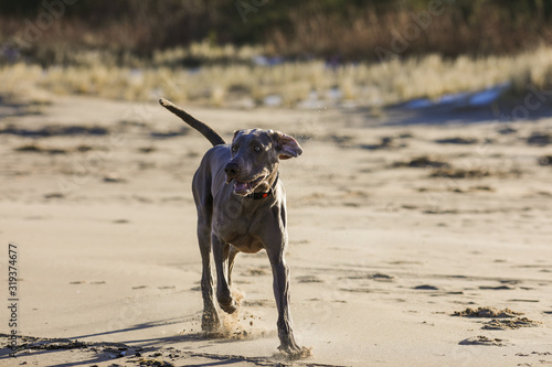 weimaraner breed dog on the beach 