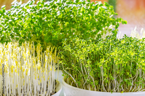 Three different microgreens in the sunlight. Sprouts of green lentils, garden cress and arugula. Front view of green seedlings, young plants and cotyledons. Macro food photo.