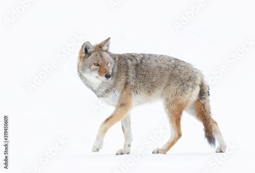 A lone coyote (Canis latrans) isolated on white background closeup walking in the winter snow in Canada