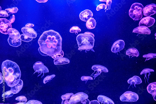 The beautiful jellyfish under the purple neon light in the aquarium