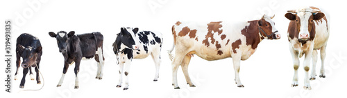 Farm animals on a white background, farm animals, a cow on a white background, sheep on a white background, a group of animals on a white background