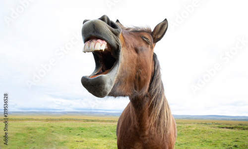 Horse Laughter