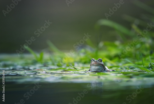 frog on green pond