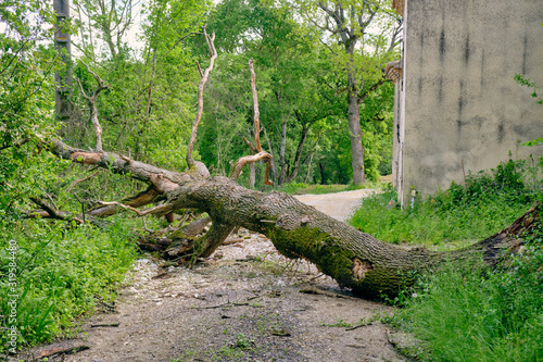 Dead fallen trip blocking a gravel road in a rural setting