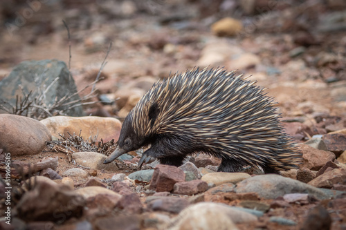 short-beaked echidna 1