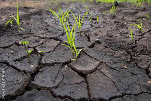 Global warming drought. Creative cracks in the ground