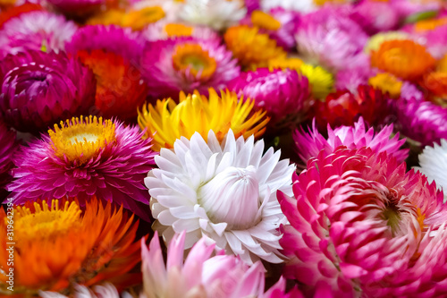 Colorful mosaic of flowers close-up. Helichrysum bracteatum. In full bloom.