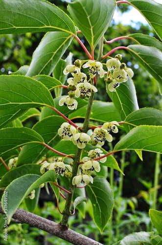 Kiwi male flower on tree. Kiwifruit Actinidia