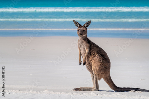 Kangaroo on the beach at Lucky Bay