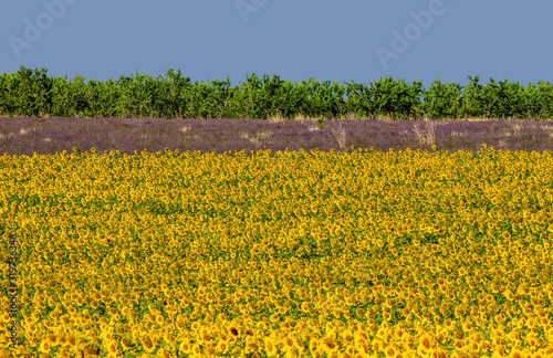 Beautiful field with sunflowers. France. Provence. Valensole