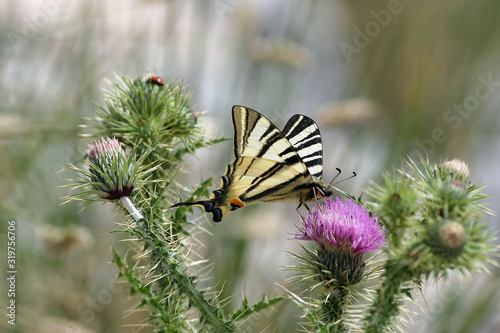 Paź żeglarz (Iphiclides podalirius) na kwaitku