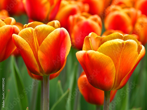Wiosenny urok tulipanów.