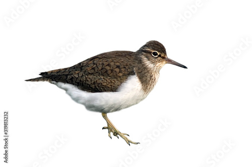 Common sandpiper (Actitis hypoleucos) against white background