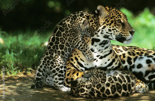 JAGUAR panthera onca