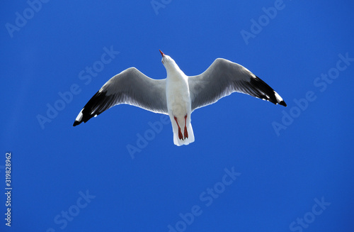 GOELAND AUSTRAL larus pacificus