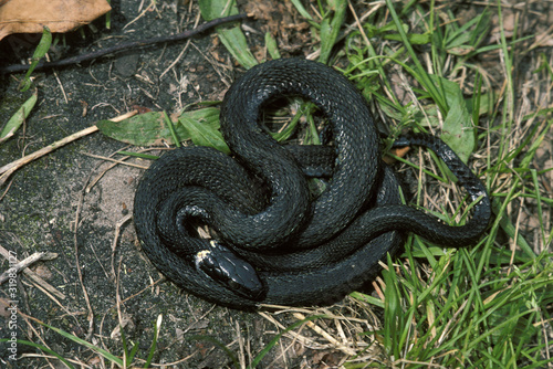 COULEUVRE A COLLIER natrix natrix