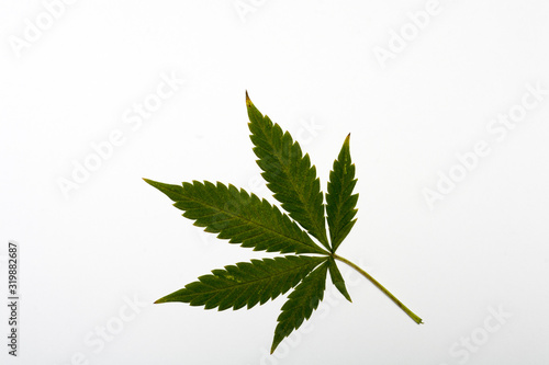 konopia zielony liść
