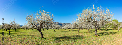 almond trees