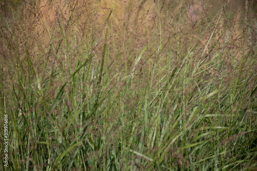 Panicum virgatum 'Kupferhirse'