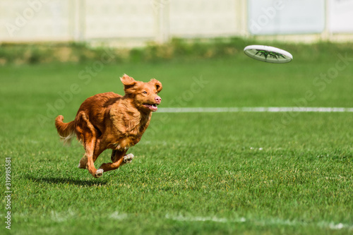 toller running for rolling flying disk, dog sport competition