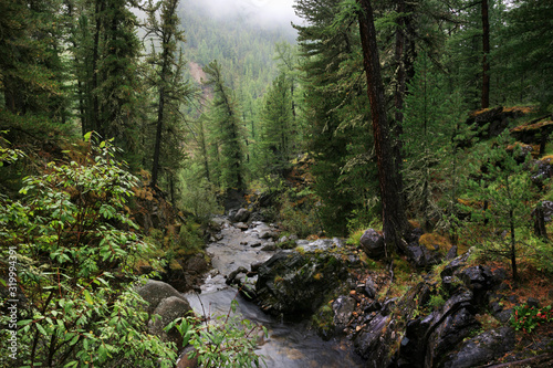 Siberian taiga, dense forest, conifers. A stream in the rocky shores. Natural light.