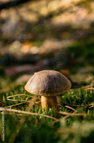 Boletus mushroom growing in moss in the forest