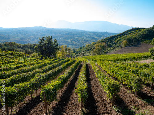 a beautiful vineyard of Greco di Tufo wine, an excellent Italian white wine DOCG