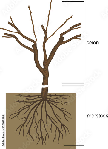 Grape vine plant: scion is grafted onto the rootstock