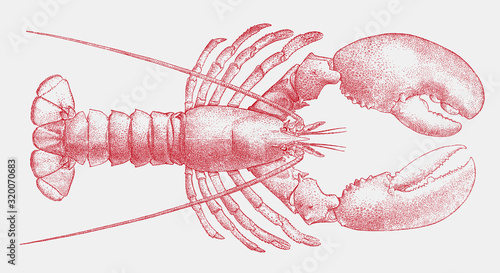 American lobster homarus americanus, delicious seafood from the Atlantic coast of the United States