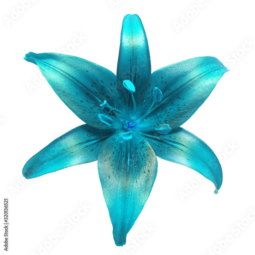 Lily blue isolated on a white background. Flower head. Spring time