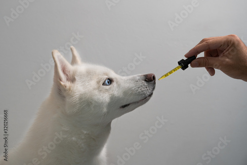 Dog taking CBD Hemp Oil from Tincture Dropper 