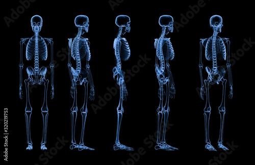 set of human skeleton x-ray