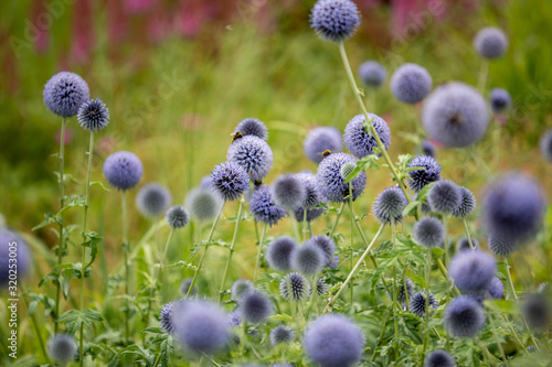 Echinops bannaticus 'Taplow Blue' Kugeldistel