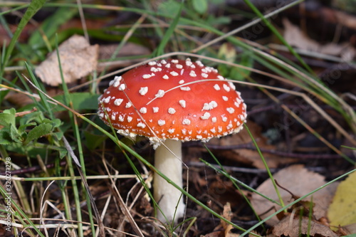  fly agaric