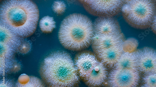 close up petri dish with microbe colony