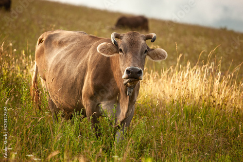 cow eat in the meadow, green grass