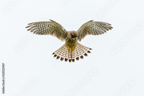 Common Kestrel (Falco tinnunculus) hovering while searching for prey below, taken in England