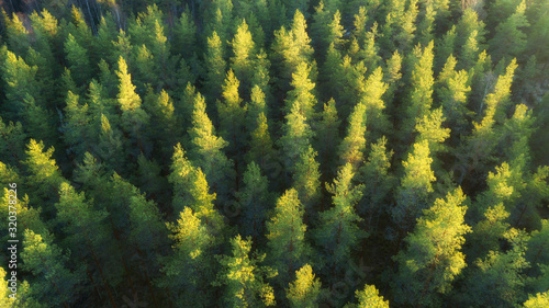 Healthy green trees in a forest of old spruce, fir trees in wilderness of a national park. Sustainable industry, ecosystem and healthy environment concepts and background. Aerial view.