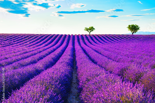 Lavender fields near Valensole, Provence, France. Beautiful summer landscape at sunset. Blooming lavender flowers