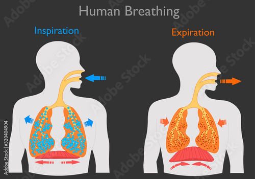 Inhalation exhalation. Human Breathing. Inspiration, lungs swell, diaphragm flattens. Expiration lung goes out, diaphragm becomes oval Respiration system. Movement diaphragm. Dark black back Vector