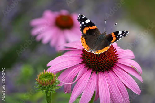 Admiral butterfly on a coneflower