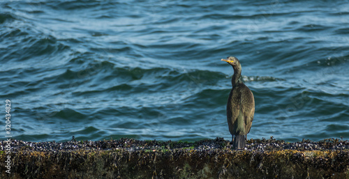 cormorant on the seashore phalacrocorax carbo phalacrocoracidae