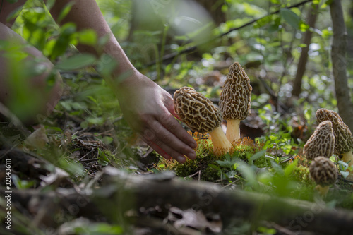 Huge morel mushrooms growing in michigan forest with moss